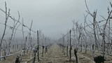 Winterliche Weinberge