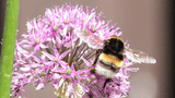 Warendorf_Hummel
