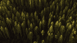 Blick von oben in den Wald